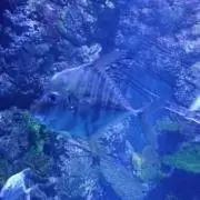 Minaの画像