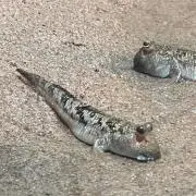 サメの画像