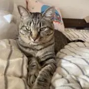 おもちの画像