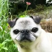 いいにくのフィの画像