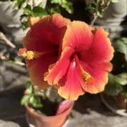 Lakiの画像