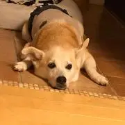 くぅママの画像