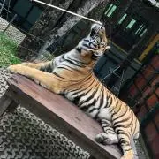 トラさんの画像