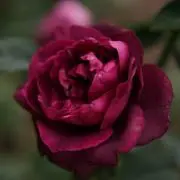 x-rayの画像