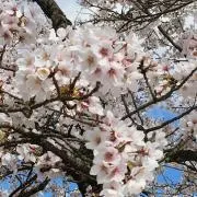 さくら　プロフ必読の画像