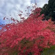 hanahanaの画像