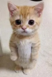 缶詰の画像