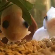 きがしらの画像