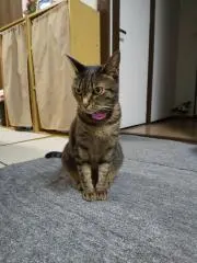 ニャン吉の画像