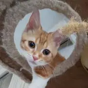 緑の小梅の画像