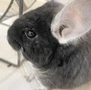 ゆ