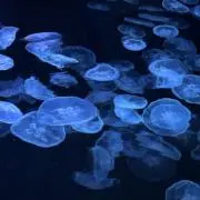ksの画像