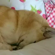 さどゆ