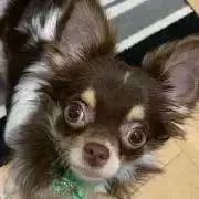 ♡てとら♡