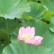 ばし(断捨離中)の画像