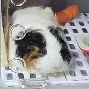 ちーこ