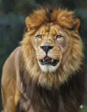 Lofty Lionの画像