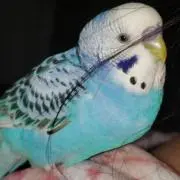 ◎ ぴぃちゃん１年 ◎