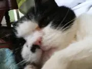 白黒ちびちゃん