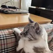 アピカの画像