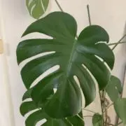 まるみの画像