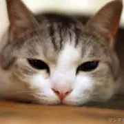 りい