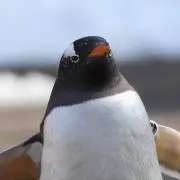 ティヨ