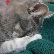 ミルキクの画像