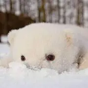 へちの画像