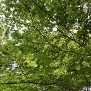 みどり