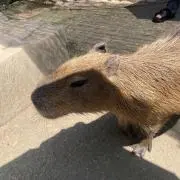 やまの画像