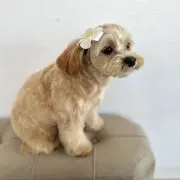 Mikotoの画像