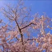 イノリ　即日発送の画像