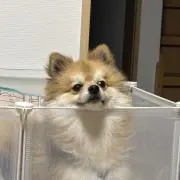 らいら