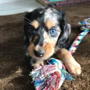 ニコル。発送は7月12日以降になりますの画像