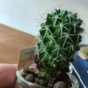 Reiの画像