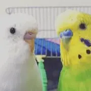 きいたん