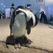 さちの画像
