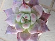 でびお♣の画像