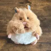 momoの画像