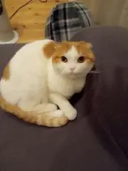 くにくにの画像