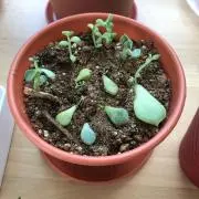 ぶち