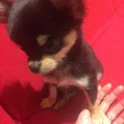 ゆきんこ
