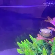 さですの画像
