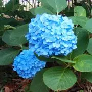 アサヒスーパードライ B'z コラボオリジナル折りたたみクッション