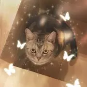 ふにゃんこ店長の画像