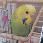 きぃぼうちゃんの画像