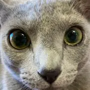 やっくるの画像