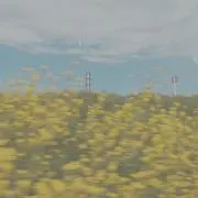 きいろの画像