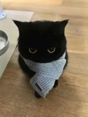 にゃんにゃんぽんの画像